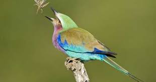 Garden Birds Of South Africa Pictures And Names Wild Facts Sabi Sabi Private Game Reserve Lilac Breasted Roller South African Birds Lilac Breasted Roller South Africa Wildlife