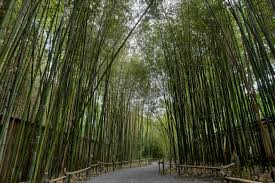 Maybe you would like to learn more about one of these? Invasive Bamboo Rethink Planting It In Your Garden Hgtv