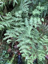 Image result for Histiopteris