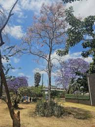 Image result for Stereospermum kunthianum