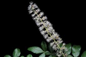 Image result for Cunoniaceae