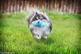 We did not find results for: Teddy Bear Pomeranian Puppies Az Crazypurplemama