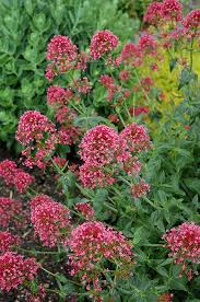 Image result for Centranthus