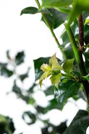 We did not find results for: Stechpalme Dragon Lady Ilex Aquipernyi Dragon Lady Gunstig Online Kaufen