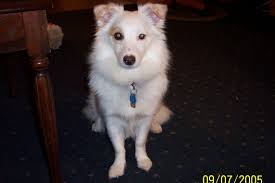 Our Sparkle A Cross Between A Spitz And A Jack Russell What A Sweetheart Jack Russell Furry Friend Pets
