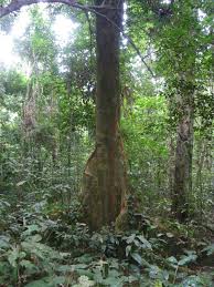 Image result for Julbernardia