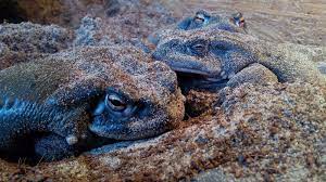 Check spelling or type a new query. Magic Toad 5meo Dmt Psilohuasca Com