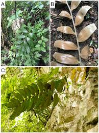 Image result for Zamiaceae