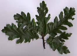 Turkey oak is a common oak of dry, sandy areas in the coastal plain in north carolina this small oak is adapted to xeric sandy soils and usually grows in the understory of longleaf pine forests. Quercus Cerris Wikiwand