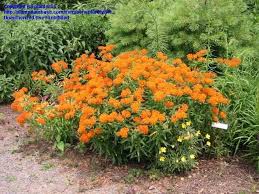 Pin On Butterfly Gardening