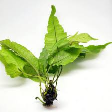 Image result for Bolbitis