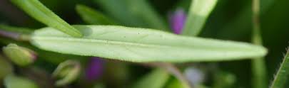 Image result for Polygala persicariifolia