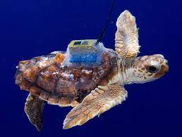 Be aware of extreme cuteness. Baby Loggerhead Turtles Tracked For The First Time Turtle Foundation