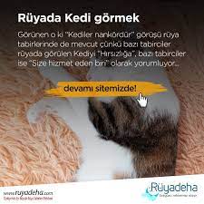 ruyada kedi gormek ne anlama geliyor kedi ruya rehber