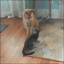 286 180 просмотров 286 тыс. Sometimes I Don T Feel The Way I Do Cat Fight Gif Funny Cat Videos Cats