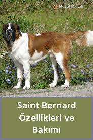 saint bernard kopek cinsi ozellikleri ve bakimi kopek danua pireneler