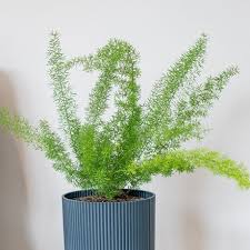 Maybe you would like to learn more about one of these? Buy Plume Asparagus Or Foxtail Fern Asparagus Densiflorus Myersii 18 39 Delivery By Crocus