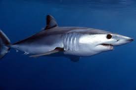 The mako shark has an extremely streamlined body that is shaped like a torpedo that helps minimize drag as it cruises through the water. 10 Interesting Mako Shark Facts Home Run Charters Venice La