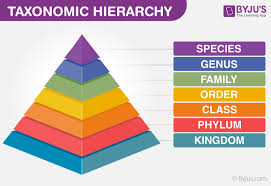 Taxonomic Hierarchy In Biological Classification