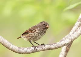 Tahukah anda bahwa arti dari mimpi menangkap kemudian melepaskan burung pipit mungkin mempunyai makna yang baik atau bahkan buruk bagi berikut ini adalah beberapa arti dari mimpi menangkap kemudian melepaskan burung pipit, di antaranya adalah mimpi menangkap burung. Fungsi Paruh Burung Pengaruhi Bentuk Ilmu Dan Teknologi Koran Tempo Co