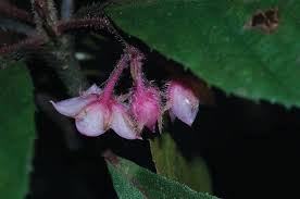 Image result for Myrsinaceae