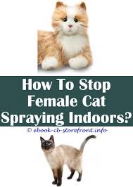 Is the cat spraying no more system by sarah richards for you? 11 Exhilarating Stop Cat From Marking With Urine Home Depot
