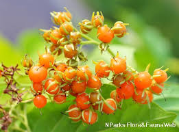 Image result for Ehretia cymosa