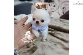 Usda licensed commercial breeders account for less than 20% of all breeders in the country. San Antonio Chihuahua Puppies