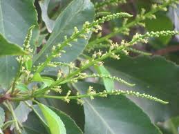 Image result for Croton dichogamus