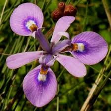 Image result for Moraea elliotii