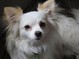 With its big eyes and erect ears, it's not hard for people to mistake this version of the chihuahua for a pomeranian. Long Haired Chihuahua The Ultimate Breed Guide