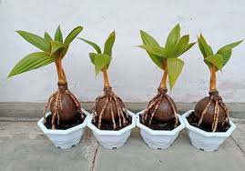 Panen kelapa sawit dilakukan setiap 2 minggu sekali. Bonsai Kelapa Tanaman Cantik Yang Mudah Dibuat Blog Ruparupa