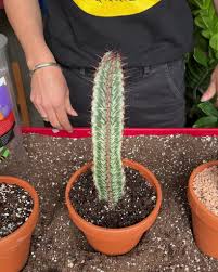 Image result for Euphorbia epicyparissias