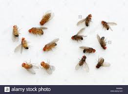Fruit Fly Drosophila Melanogaster La Variation De Couleur Sur La Gauche Sont Des Mouches De Type Sauvage A Droite Le Corps De Couleur Ebene Mutation Photo Stock Alamy