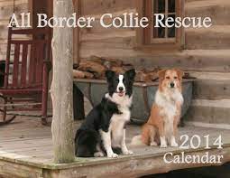 Pin By Theresa Wolf On Border Collies Border Collie Rescue Border Collie Collie