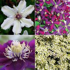 Clematis performs best in large pots, especially if you live in a climate with chilly winters; Fragrant Clematis Collection Shop Clematis Spring Hill