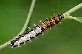 Image result for Polygonia c-album