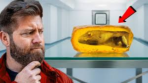 5 Bizarre Animals Found Trapped in Amber