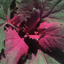 Image result for Chenopodium giganteum