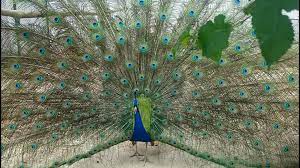 Peacock Birds Colours Unique Pakhtunkwa Peshawar Nature Naturelovers Photography Canvas Prints Stretched Canvas Prints Stretch Canvas