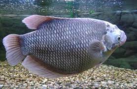 Ikan hias yang ada di dunia ini tentu banyak sekali ragam dan juga variasinya. Jenis Jenis Ikan Air Tawar Yang Paling Di Gemari Biota Dunia Perairan