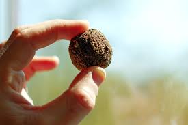 Its precursor, the nordic gene bank, began storing seeds in 1984. Seed Ball Wikipedia