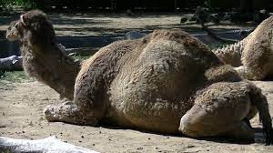 They have nostrils that can close independently of each other, heavy eyebrows and long eyelashes, a third eyelid, and hairy ears, all of which help protect them from blowing sand. Denver Zoo Dromedary Camel Youtube