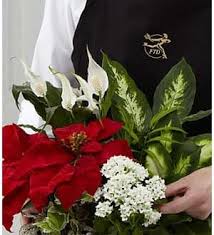Search for the cheapest discounted hotel and motel rates in or near. The Ftd Florist Designed Plants In A Basket In Charlottesville Va Agape Florist
