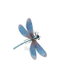 Blue Dragonfly Png Clip Art Iridescent Digital Stamp Instant Etsy Blue Dragonfly Dragonfly Wall Art Dragonfly