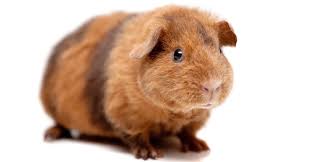 Maybe you would like to learn more about one of these? Teddy Guinea Pig Breed Information A Guide To Teddy Bear Guinea Pigs
