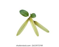 Image result for Ventilago