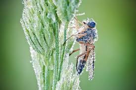 stunning macro photos of insects covered with dew macro photography insects macro photos insect photography