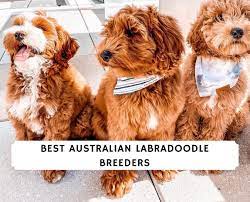 Check spelling or type a new query. Best Australian Labradoodle Breeders 2021 Top 13 We Love Doodles
