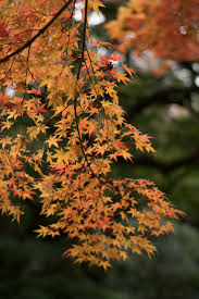 Dress up kami cocok untuk anda. Wallpaper Jepang Sinar Matahari Alam Cabang Sony Tokyo Jp Musim Gugur Bunga Menanam Flora Cc Zeiss Shinjuku Distagon Distagonfe35mmf14 Distagontfe35mmf14za Fe35mmf14 A6300 6300 Creativecommons Shinjukugyoen Botani Tanaman Tanah